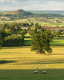 Sheep, Glastonbury Tor