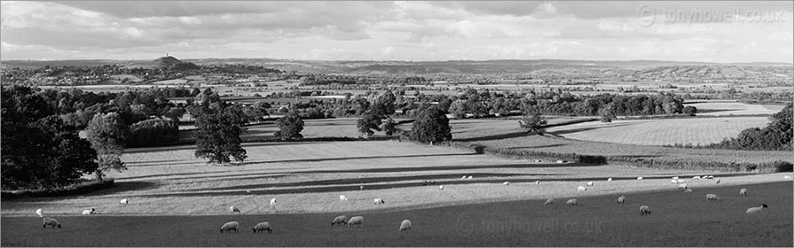 Sheep, Glastonbury Tor