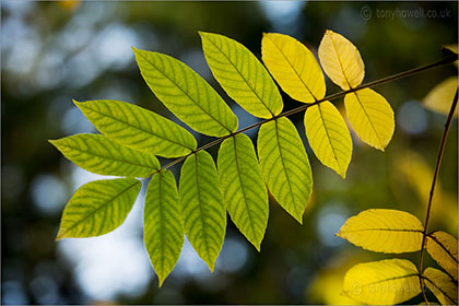 Japanese Walnut