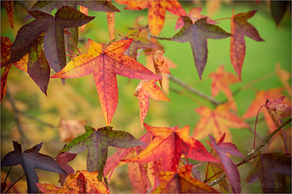 Sweet Gum
