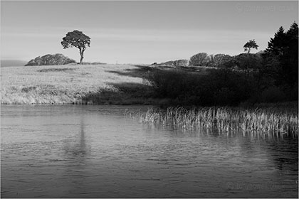 Pine Tree, Waldegrave Pool