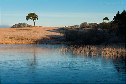 Pine Tree, Waldegrave Pool