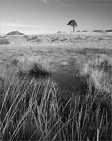 Pine Tree, Waldegrave Pool