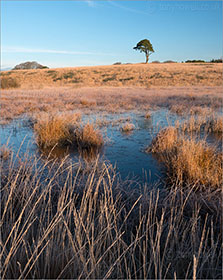 Pine Tree, Waldegrave Pool