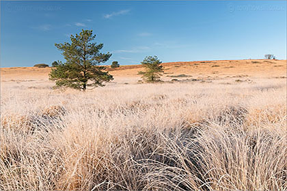 Pine Trees