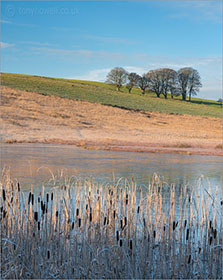 Winter Beech