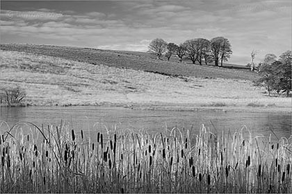 Winter, Beech