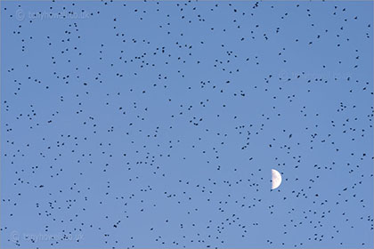 Starlings over the Moon