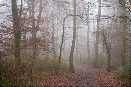 Mist, Weston Woods