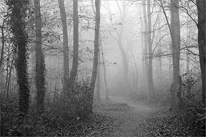 Mist, Weston Woods