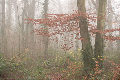 Mist, Weston Woods