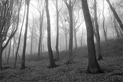 Mist, Weston Woods