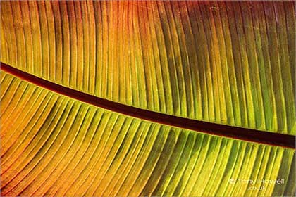 Banana Leaf