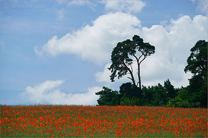 Poppy Field, Oxfordshire