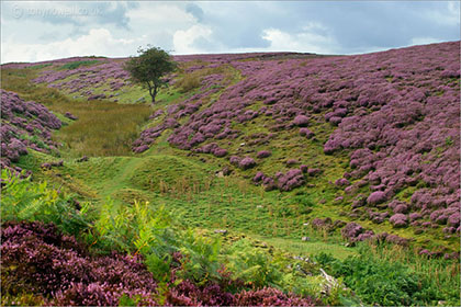 Heather near Leyburn