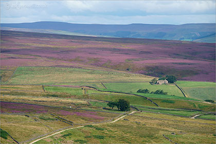 Heather near Hebden