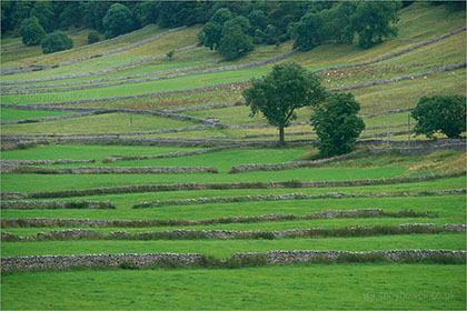 Walls and Tree, Kettlewell