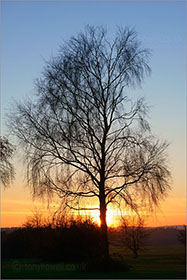 Birch, The Downs