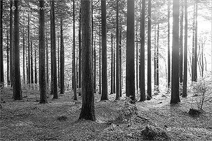 Idless-Woods-Pine-Trees-Cornwall