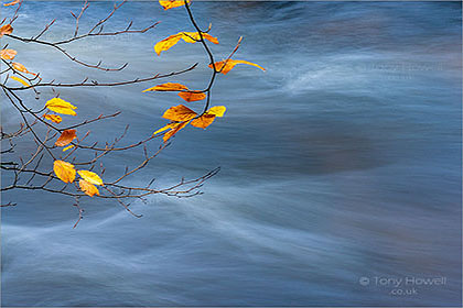 Golitha-Falls-Beech-Tree-Leaves, Autumn-Cornwall