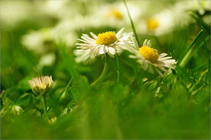 Daisies