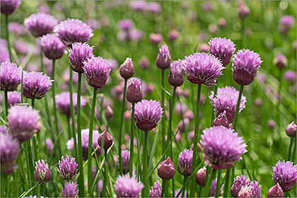 Chives