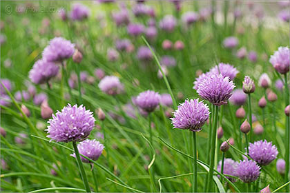 Chives