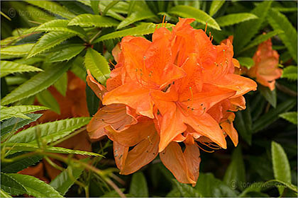 Rhododendron