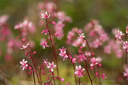 Saxifrage