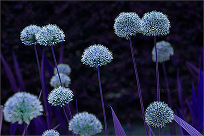 Allium