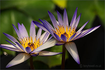 Waterlily Nelumbo 'Charles Thomas'