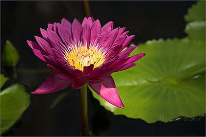 Waterlily Nymphaea carpentariae 'Andre Leu'