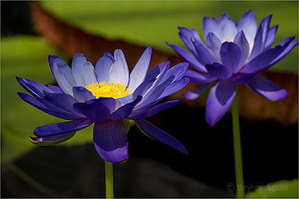 Waterlily Nymphaea 'Kews Stowaway Blues'