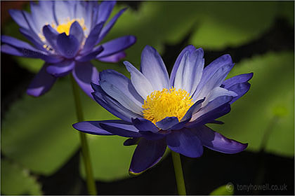 Waterlily Nymphaea 'Kews Stowaway Blues'