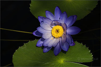 Waterlily Nymphaea 'Kews Stowaway Blues'