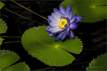 Waterlily Nymphaea 'Kews Stowaway Blues'