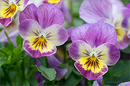 Pansies