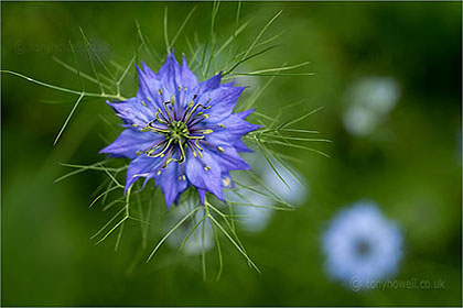 Nigella