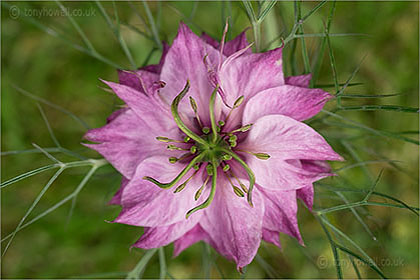 Nigella