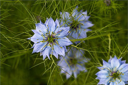 Blue Flower Photos- Canvas and Framed Prints, Acrylic