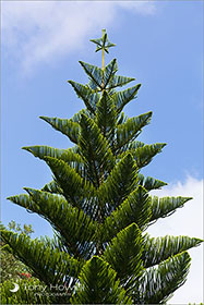 Norfolk Island Pine Tree, Tresco, Isles of Scilly