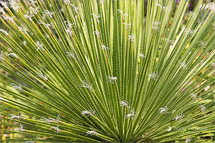 Palm, Tresco Abbey Garden, Isles of Scilly