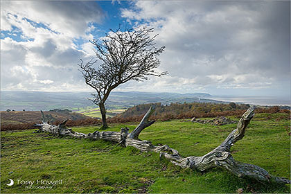 Quantock Hills, Tree