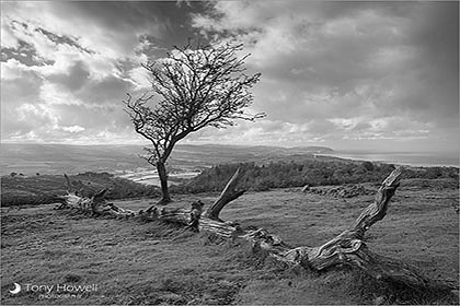 Quantock Hills, Tree