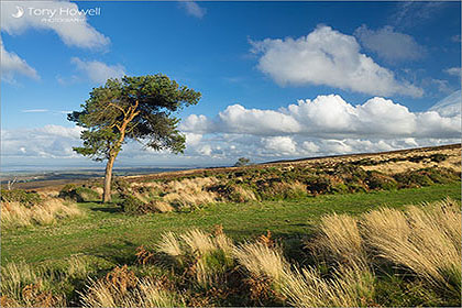 Quantock Hills, Tree