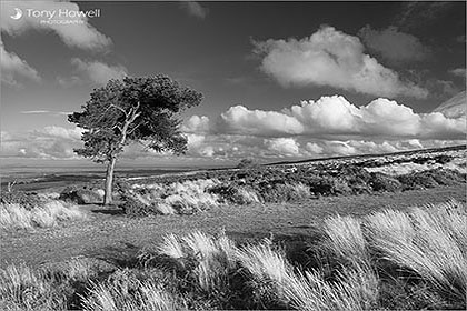 Quantock Hills, Tree