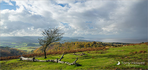 Quantock Hills, Tree