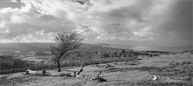 Quantock Hills, Tree