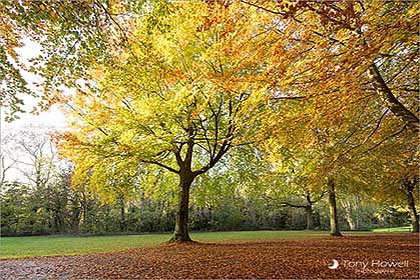 Beech Trees, Autumn