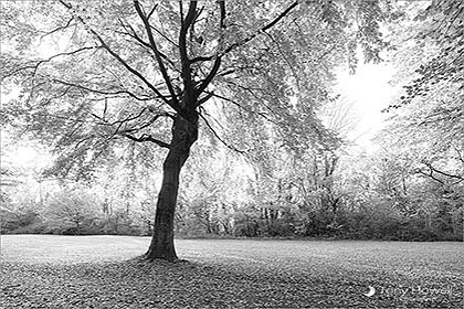 Beech Trees, Autumn